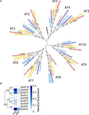 Overexpression of a Sugarcane BAHD Acyltransferase Alters Hydroxycinnamate Content in Maize Cell Wall
